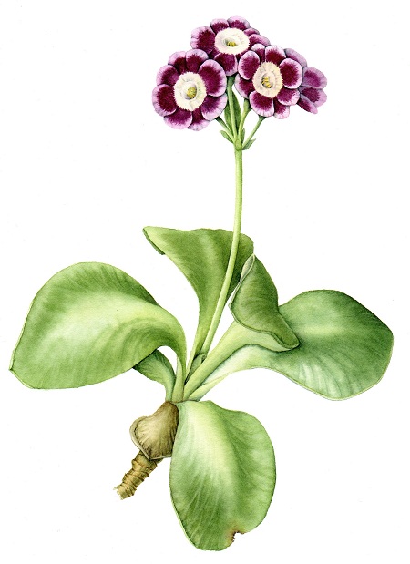 Botanical Drawing by Julia Trickey